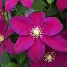 Clematis 'Elsa Spath' 3.5L (1202240) 3.5L (1202245) 3.5L