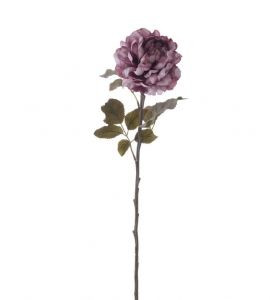 Peony - Regency Mulberry