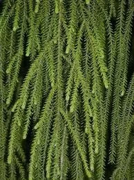 Dacrydium cupressinum 18L
