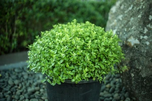 Pittosporum t 'Little Kiwi' 3.5L