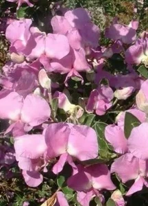 Cytisus dallimorei 'Lena' 2.5L (87504) 2.5L