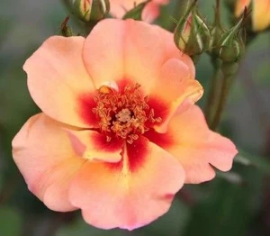 Rose Flower Carpet 'Peach' 2.5L