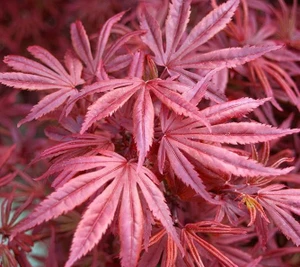 Acer palmatum 'Skeeters Broom' 6L (95700) 2L