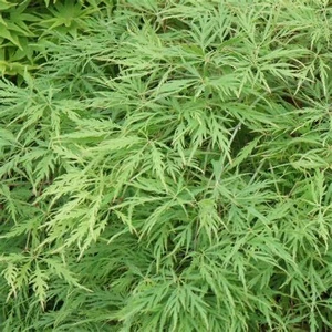 Acer p d'Flavescens' - Patio 2L