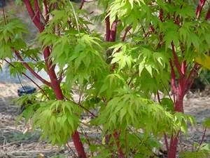 Acer palmatum 'Senkaki' 6L (60971) 2L