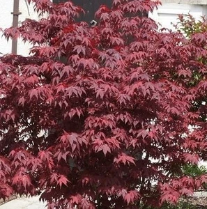Acer palmatum 'Fireglow' - Pat 2L