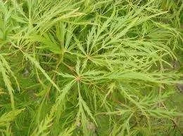 Acer p d 'Viridis' - Patio 2L