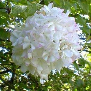 Viburnum opulus 'Sterile' 3L