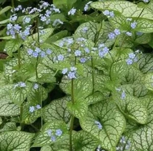 Brunnera macrophylla 'Variegat 1.5L