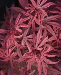 Acer p 'Kandy Kitchen' - Topia 6L