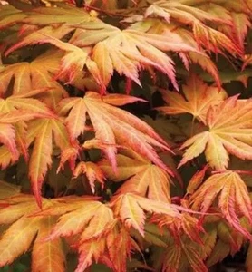 Acer p 'Orange Dream' - Topiar 6L