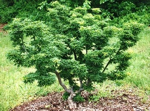 Acer p 'Shishigashira' - Patio 2L