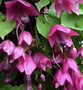 Rhodochiton atrosanguineum 1.5L