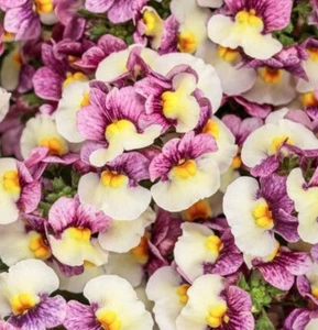 Nemesia 'Aromance Plum Honey' 1.5L
