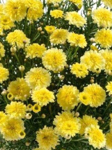 Argyranthemum 'Angelic Maize' 2.5L