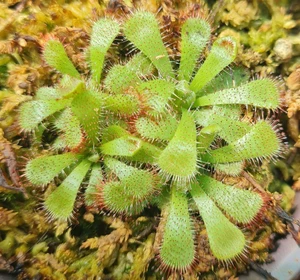 Drosera binata - Forked Sundew 10cm