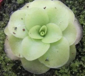 Pinguicula 'Assorted' 10cm