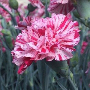 Dianthus 'Pinball Wizard' 1L