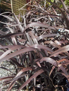 Phormium 'Platt's Black' 2L