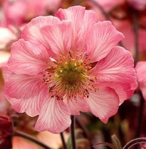 Geum 'Tempo Rose' 14cm