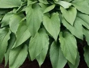 Hosta 'Jade Cascade' 2L