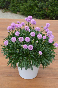 Armeria 'Sweet Dreams' 14cm