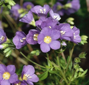 Polemonium 'Lambrook Mauve' 1.5L