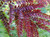 Gleditsia 'Ruby Lace' PB 18