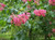 Aesculus x carnea 'Briotti' PB18
