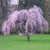 Prunus avium 'Pendula' - 1.8m  PB18