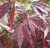 Acer palmatum 'Burgundy Lace' PB18