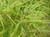 Acer p d 'Viridis' 1m 6L