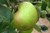 Apple 'Bramley' Heritage PB8