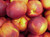 Nectarine 'Red Gold' PB18