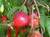 Nectarine 'Snow Queen' PB18