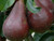 Pear 'Red Bartlett' PB18