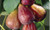 Fig 'Brown Turkey' PB18