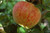 Apple 'Kidds Orange' PB18