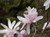 Magnolia stellata 'Jane Platt' 6L