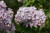 Syringa 'Clarkes Giant' PB18