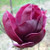 Magnolia 'Genie' PB28
