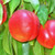 Nectarine 'Fantasia' PB18