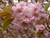 Prunus 'Kanzan' - 1.5m Standar PB18