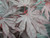 Acer palmatum 'Yasemin' 6L