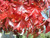 Liquidambar s 'Burgundy' PB18 (87878) PB18