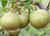 Pear 'Winter Nellis' PB18
