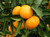 Citrus 'Mandarin Satsuma' PB12