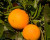Citrus 'Orange Fukumoto' 4.7L