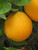 Citrus 'Orange Lue Gim Gong' 4.7L