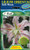 Lilium Oriental 'Soft Music'